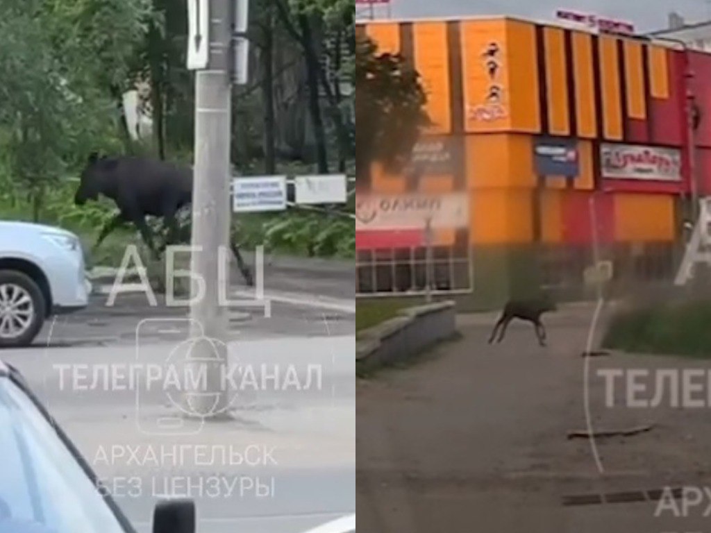 В Архангельск прибежал лосёнок В районе улиц Нагорной и Гайдара, а также в других частях привокзального района областной столицы сегодня можно было наблюдать лесного гостя. Животное как-то умудрилось забрести практически в центр города. Судьба его на данный момент неизвестна. Добавим, что дикие звери время от времени захаживают в Архангельск, и гражданам стоит быть предельно бдительными: не пытаться подходить к ним, а также сообщить об увиденном по номеру 112. Напомним, что в 2018 году на Красную пристань прибежал медвежонок. Один из тусовщиков дело было поздней ночью или ранним утром — около 4 часов захотел его сфотографировать. Медведь поранил излишне любознательного двуногого, бросился бежать, но вскоре был застрелен сотрудниками ДПС. Фото: «Архангельск без цензуры»