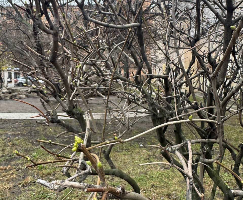 Тёплая погода в городе сбила с толку растения — в саду Дружбы, расположенном на Литейном проспекте, зацвели кусты.