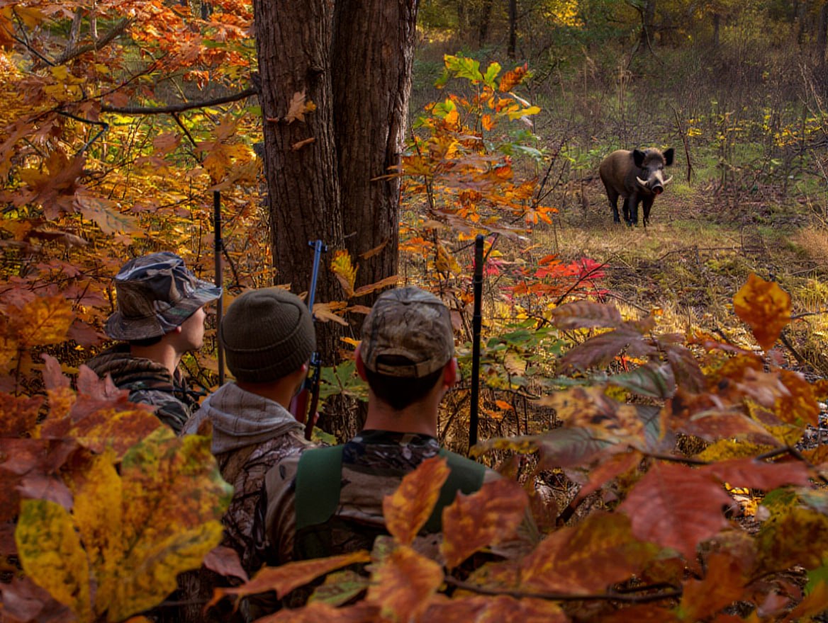 Незаконная охота в Унгенах браконьеры рискуют тюрьмой В районе села Рэдений Векь Унгенский район сотрудники правоохранительных органов обнаружили незаконно пойманного и уже освежёванного дикого кабана весом около 50 килограммов Животное было захвачено с помощью петли ловушки Согласно сообщению Инспектората по охране окружающей среды в ведомство поступила информация о возможной незаконной охоте На место происшествия немедленно прибыла оперативная группа подтвердившая факт браконьерства   Власти квалифицируют случившееся как серьёзное нарушение законодательства в области охраны и использования охотничьего фонда Браконьерство это не только преступление но и действие нарушающее баланс экосистемы и ставящее под угрозу популяции диких животных подчеркнули в инспекторате   Полиция Унгень начала расследование с целью установления личностей причастных лиц Если виновные будут установлены им грозят штрафы в размере от 27 000 до 42 000 леев либо 180 240 часов общественных работ либо тюремное заключение сроком до 3 лет