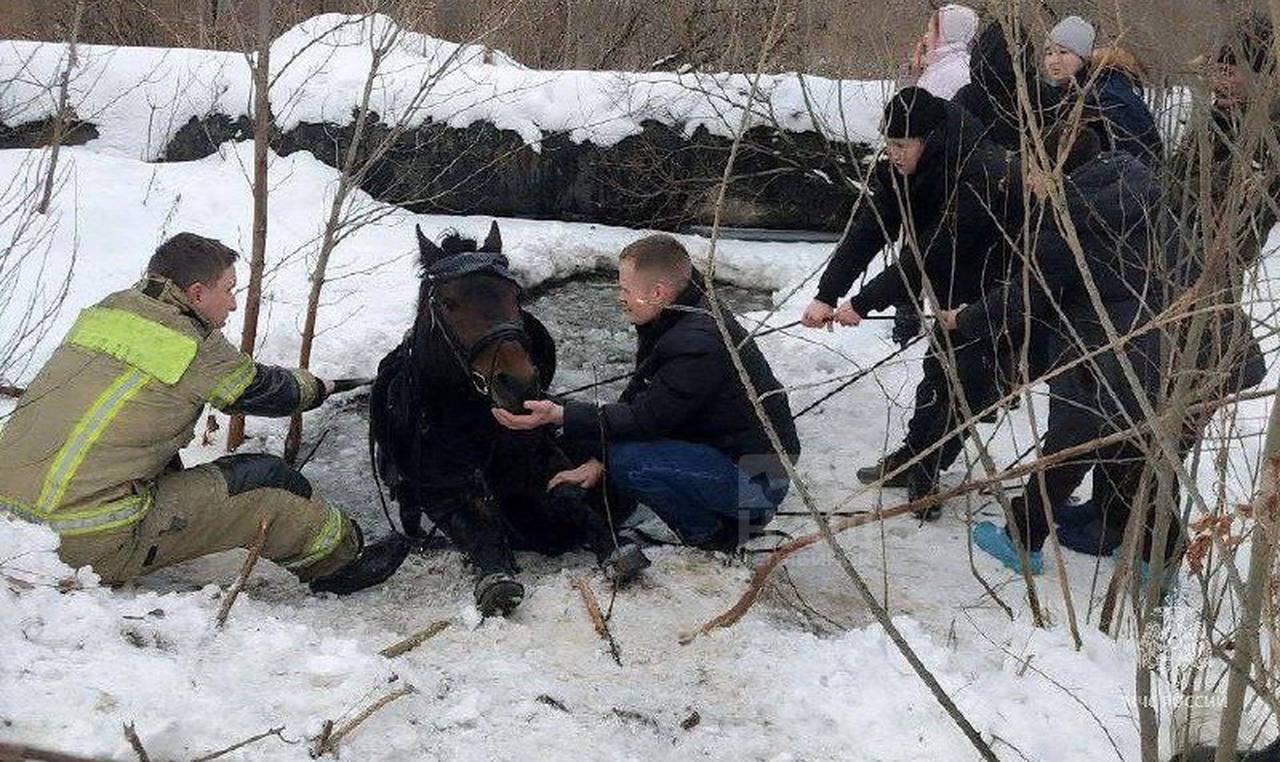 Тонущую лошадь спасли в Челябинске  Жительница челябинского садового товарищества «Спутник» выгуливала свою лошадь. Тонкий лед болота не выдержал веса животного.    Сотрудники МЧС вместе с местными жителями вытащили бедолагу из западни. Лошадь не пострадала.