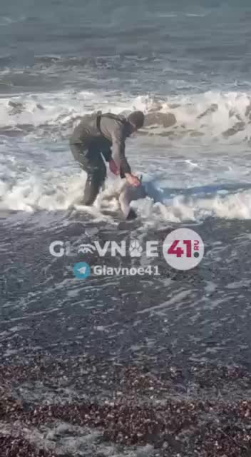 На Камчатке спасли детеныша дельфина благодаря неравнодушным гражданам