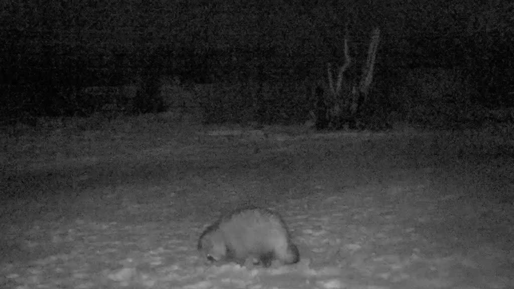 Барнаульские медведи могут не впасть в спячку из-за достатка пищи