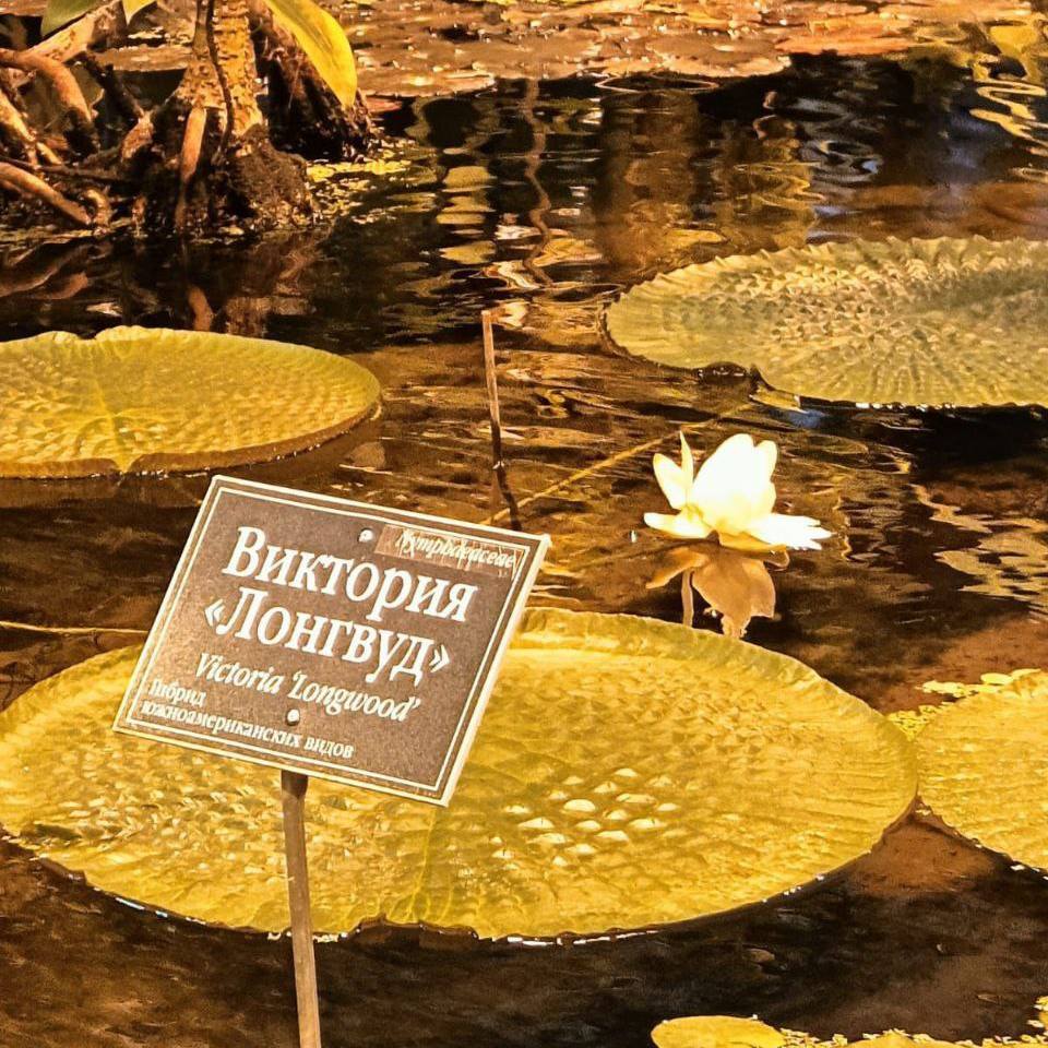 Самая большая в мире кувшинка виктория амазонская впервые расцвела в ботаническом саду МГУ «Аптекарский огород» в Москве  Цветок растения живёт всего ~48 часов