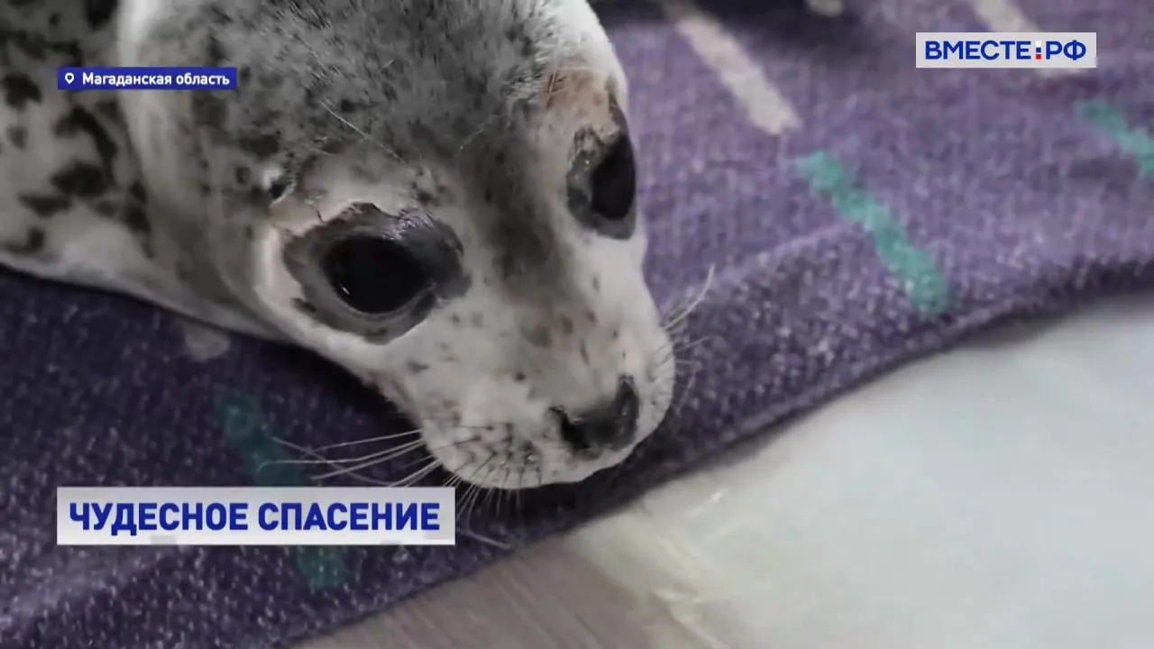 В Магадане спасают новорожденных бельков Они выползли на берег бухты Малыши остались без матери из за теплой зимы говорят специалисты Лед треснул раньше времени отделив семейство тюленей друг от друга Теперь бельки находятся под опекой местной жительницы Юлии Мельниковой У одного была температура 39 4 градуса Оказывается у них температура должна быть как у людей 37 градусов Мы практически сутки боролись с температурой Одного детеныша привезли с Янского лимана Мы справились Теперь остается только надеяться на то что будут волонтеры которые помогут получить знания и потом помогут их вырастить сказала Юлия Чтобы миновать самый опасный период бельков нужно кормить по специальной методике Пока самостоятельно питаться они не могут Первая фаза кормления это порядка 10 дней это будет жидкое питание через зонд через силиконовую трубку которая заводится прямо в желудок Потом из кружки наливаешь через воронку питательный рыбный суп Потом будут есть мелкую рыбку потом покрупнее и постепенно наберут вес сказала волонтер Центра реабилитации морских млекопитающих Тюлень Юлия Фадеева Чтобы малыши стали самостоятельными им нужно набрать еще двадцать килограммов На это уйдет полтора месяца Сейчас вес каждого из них не превышает 10 килограммов Подписывайтесь на Вместе РФ в MAX