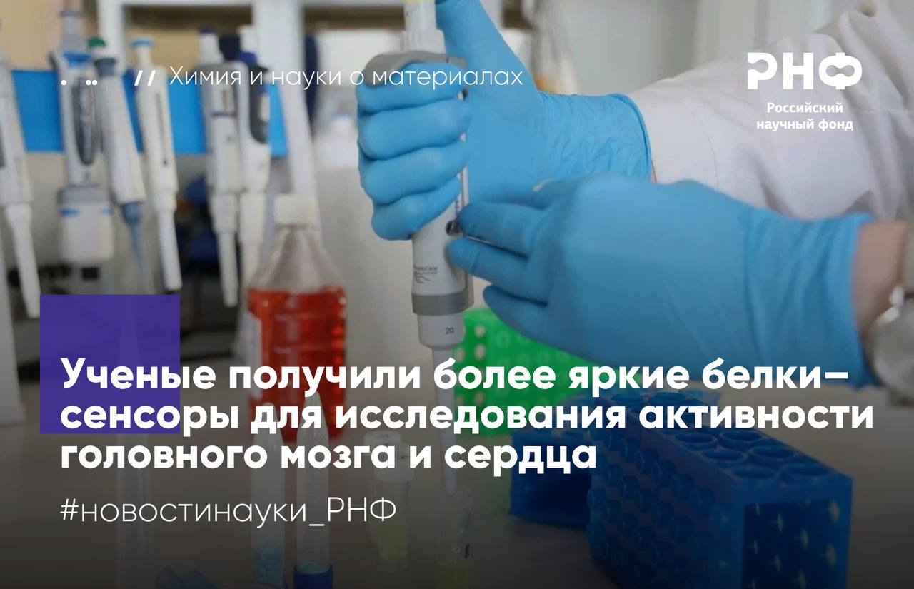 Ученые из Санкт Петербургского государственного университета разработали сверхяркие молекулярные сенсоры для наблюдения за активностью живых клеток Новые белковые датчики позволяют фиксировать электрические сигналы в нейронах и кардиомиоцитах с высокой точностью и безопасностью Исследование выполнено при поддержке Российского научного фонда   Чтобы исследовать как работают нервные клетки в головном мозге и кардиомиоциты в сердце в норме и при различных заболеваниях ученые используют инструменты для наблюдения за их активностью в режиме реального времени Например существуют светящиеся белки родопсины которые можно с помощью генетических методов встроить в мембрану клеток где они будут светиться с разной яркостью в зависимости от напряжения электрического потенциала мембраны Электрический потенциал мембраны отличается когда клетка находится в покое и когда через нее проходят электрические импульсы Молекулярные датчики позволяют проследить за передачей сигналов между нейронами и работой кардиомиоцитов путем регистрации изменения в яркости их свечения Однако известные родопсины светятся довольно тускло и для их возбуждения приходится использовать мощные источники света которые могут перегревать и повреждать живые ткани Ученые СПбГУ нашли способ повысить яркость и чувствительность родопсинов Используя компьютерное моделирование и анализ свойств родопсинов они предположили что смещение спектра поглощения в красную область позволит увеличить интенсивность его свечения   Для проверки гипотезы исследователи модифицировали аминокислотную последовательность родопсинового сенсора так чтобы новые белки активировались более длинноволновым красным светом Затем авторы экспериментально проверили работу известных и новых белков встроив их в клетки кишечной палочки и клетки почки эмбриона человека Эксперименты показали что три новых сенсора светятся в полтора раза ярче чем лучшие существующие аналоги и при этом сохраняют чувствительность к изменениям электрического потенциала Это позволит использовать их для визуализации передачи сигналов между нейронами и наблюдения за активностью клеток сердца Мы не просто создали еще один улучшенный молекулярный сенсор а предложили и успешно протестировали новую стратегию их проектирования Она универсальна и может успешно применяться для решения широкого круга задач в области белковой инженерии В дальнейшем мы планируем применить эту стратегию для разработки набора новых клеточных сенсоров на основе других белков рассказывает руководитель проекта поддержанного грантом РНФ Михаил Рязанцев профессор кафедры медицинской химии СПбГУ Результаты опубликованы в журнале Chem Bio Engineering Подробности в материале Наука рф новостинауки РНФ химия