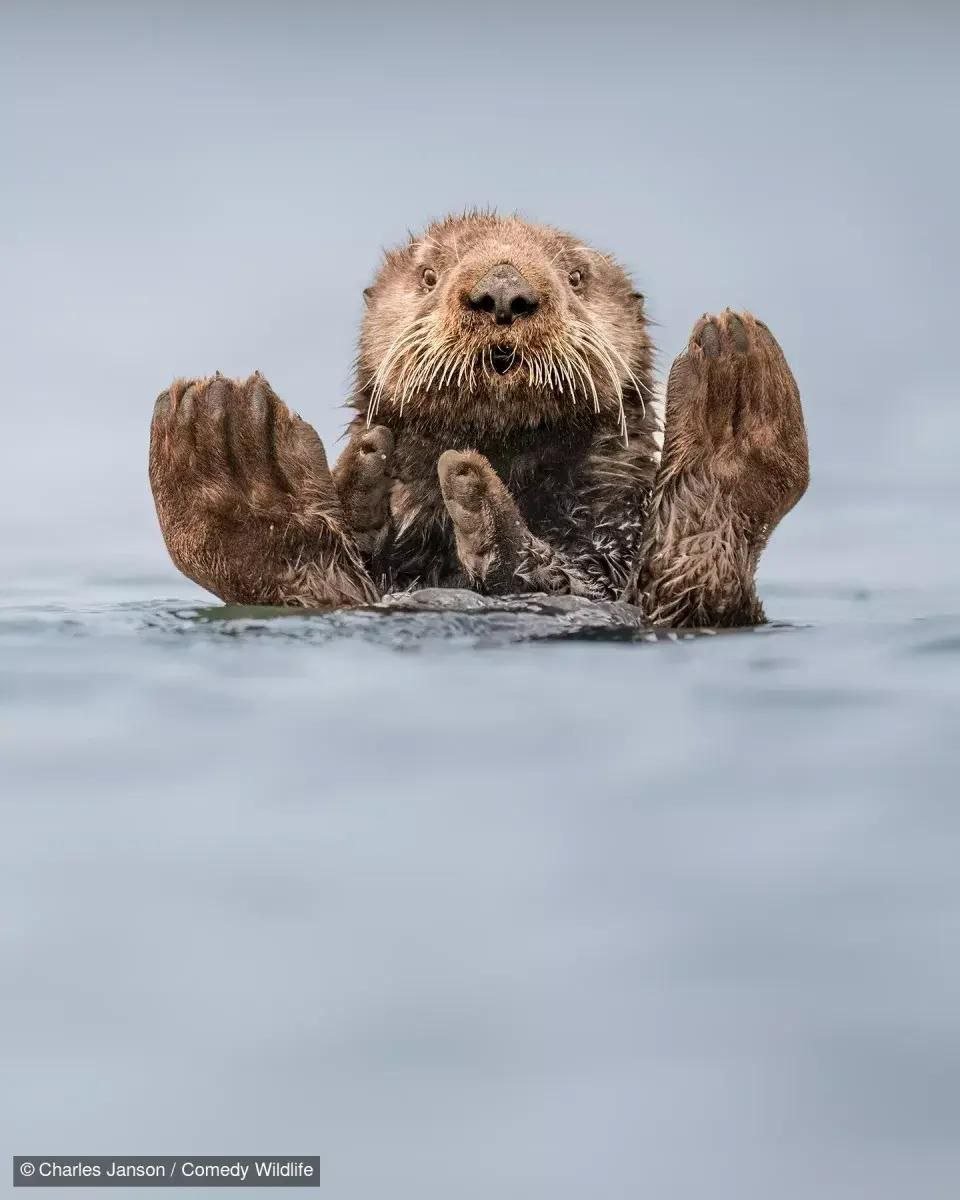 Организаторы конкурса Nikon Comedy Wildlife Award 2024 опубликовали фотографии финалистов.   В финал вышли более 40 работ, победителей объявят 10 декабря в Лондоне.  Болею за львов и тюленей   Daily TRAVEL News