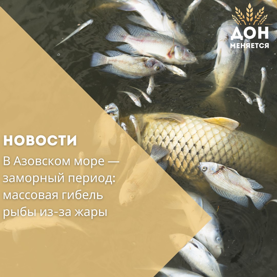 С 18 июля в Азовском море объявлен заморный период из-за массовой гибели рыбы, вызванной дефицитом кислорода на фоне аномальной жары. Об этом сообщает Азово-Черноморское территориальное управление Росрыболовства. Аналогичные меры введены в Керченском проливе, Таманском и Динском заливах. На время действия ограничений рыбакам разрешён вылов бычка с использованием драг.