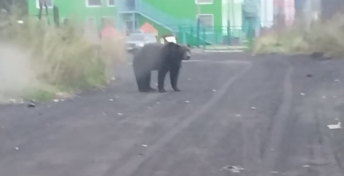 Жители камчатских Ключей пожаловались на постоянные набеги медведей В посёлке Ключи Усть-Камчатского района местные жители страдают от постоянных набегов медведей. Непрошеные гости наведываются практически ежедневно. Нажмите для подробностей -