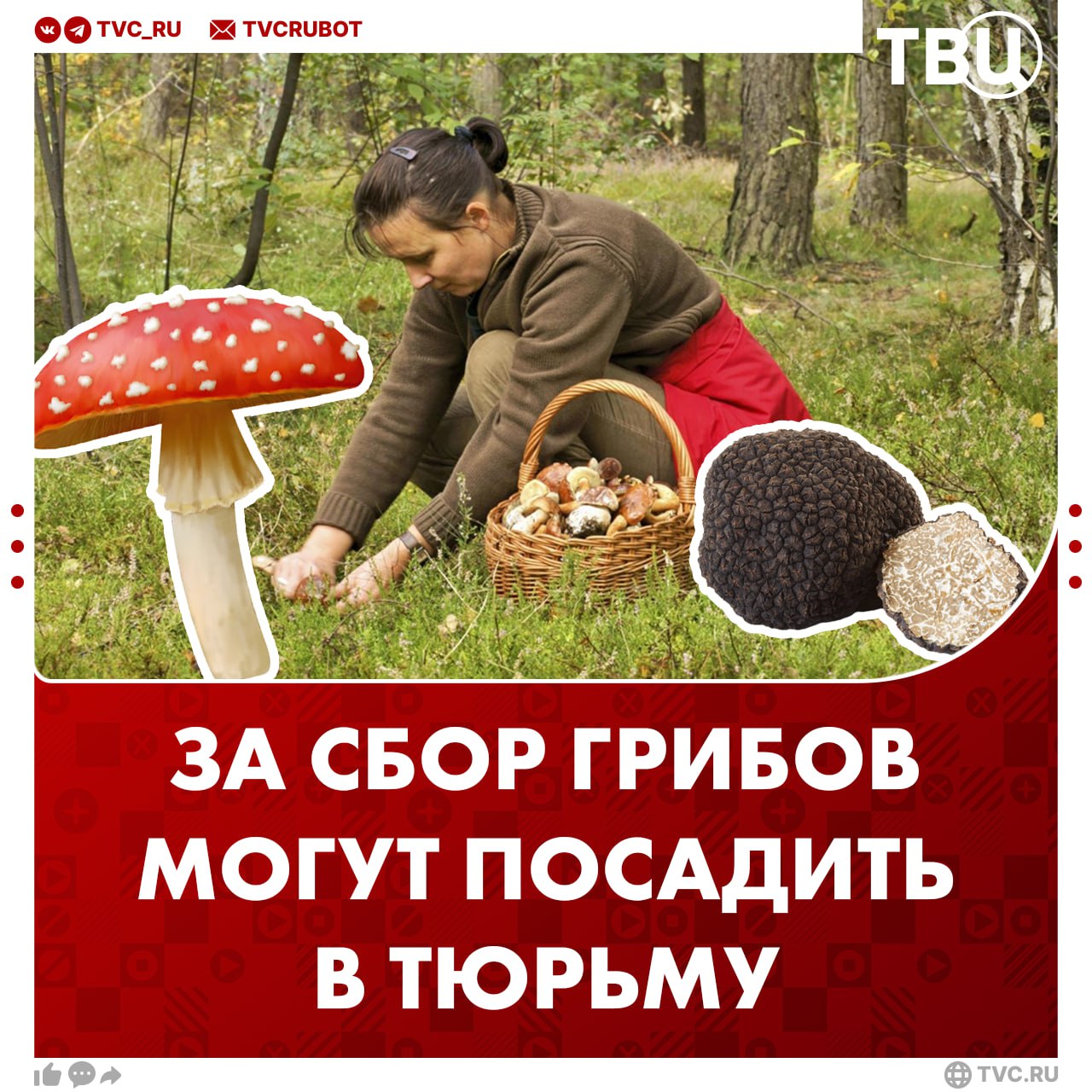 За сбор грибов могут оштрафовать на миллион рублей или даже посадить в тюрьму Речь о идет о редких грибах, которые нельзя собирать. В этом списке около 41 вида, например, мухомор крошащийся, трюфель летний и опенок чеканный. Штраф от 2,5 до 5 тысяч рублей — за случайный сбор одного из этих грибов; До четырех лет принудительных работ и штраф до миллиона рублей — если вы сделали это специально; До девяти лет тюрьмы и штраф до 3 миллионов рублей — за продажу редких грибов группой людей; До шести лет тюрьмы и штраф до 2 миллионов рублей — если вы специально собрали редкий гриб и выложили фото или видео в интернет. При сборе выбирайте только знакомые грибы, такие как белые, лисички или шампиньоны.