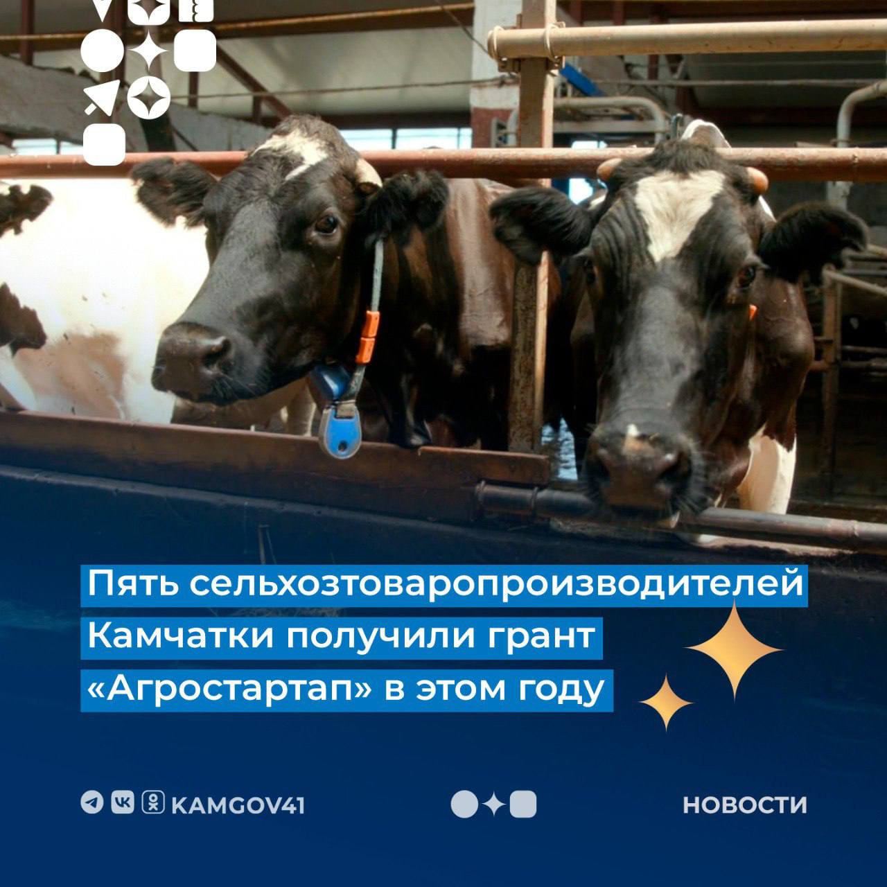 Минсельхоз Камчатского края в рамках нацпроекта ежегодно предоставляет гранты «Агростартап» для начинающих фермеров  В 2024 году поддержку получили 5 грантополучателей, общий объём государственной поддержки составил более 25 млн рублей.   Грант помогает сделать первые шаги тем, кто собирается организовать фермерское хозяйство, и способствует развитию с.-х. потребительской кооперации. Подробнее по телефонам: 8  415-2  46-03-87, 8  415-2  26-26-38.  #камчатскийкрай #камчатка #нацпроект #грантыАгростартап #сельскоехозяйство