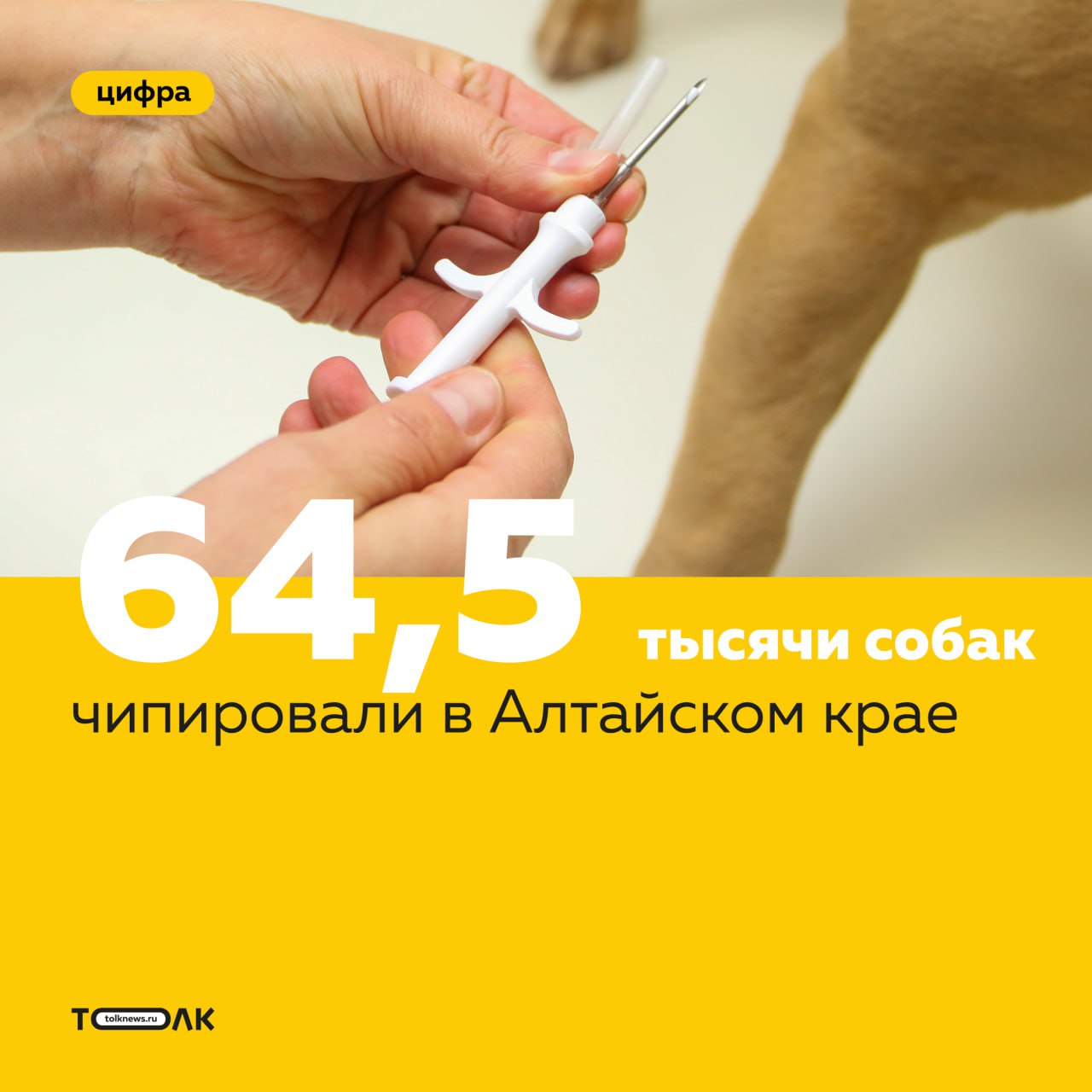 К июню 2025 года в Алтайском крае процедуру маркирования прошли 64,5 тысячи собак. При этом на 1 января зарегистрированы в крае были всего две тысячи собак. "В связи с актуальностью" вопроса маркировки питомцев управление ветеринарии вместе с органами местного самоуправления проводило большую кампанию по информированию населения, рассказал глава управления ветеринарии по Алтайскому краю Владимир Самодуров. Все это, как отметил Самодуров, позволило достичь высокого показателя регистрации домашних животных. ТОЛК