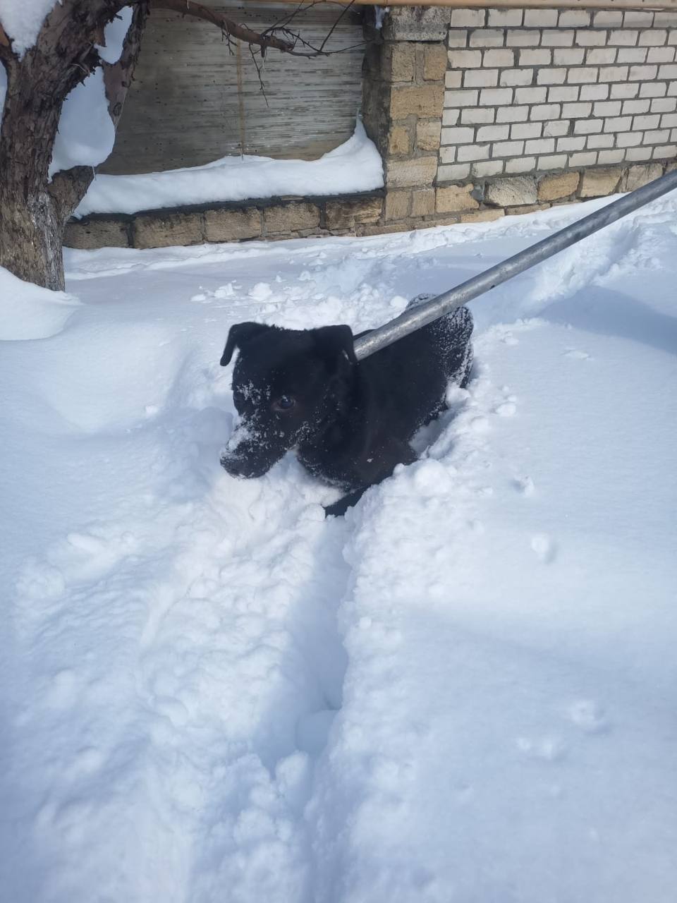 В Ставрополе спасли слепую собаку, которая упала в двухметровый котлован  Она оказалась в западне под фундаментом строящегося здания. Позже и вовсе выяснилось, что животное слепое.  Прибывшие на помощь спасатели ПАСС СК, к счастью, благополучно достали собачку из двухметровой глубины и передали в приют «Лучший друг».