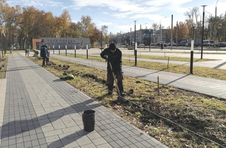 В Ульяновске озеленили новую входную группу перед парком «Победы»  Глава города Александр Болдакин поставил задачу в осенний период организовать масштабную высадку новых деревьев и кустарников  23 октября силами МБУ «Городской центр по благоустройству и озеленению» здесь была высажена композиция, состоящая из трёх елей колючих, двух берёз, 11 рябин, пяти лип, а также 200 кустов кизильника, 10 – спиреи и девяти – жасмина  Напомним, что в 2023 году по Президентскому нацпроекту «Жильё и городская среда» в парке «Победы» со стороны проспекта Нариманова был организован дополнительный вход и обустроена площадь. А в настоящее время решено с помощью художественно-монументальных средств усилить патриотический замысел новой входной группы, для чего объявлен конкурс на лучший проект оформления нового входа в парк. Заявки принимаются до 15 ноября в управлении архитектуры и градостроительства  Также за вчерашний день городские озеленители посадили по 16 лип на улицах 12 Сентября и Александра Матросова, 15 – на проспекте Гая, шесть – на улице Варейкиса, четыре – на Луначарского. Сквер имени Александра Зубова украсили 20 новых саженцев спиреи, а проспект Нариманова – ещё пять кустарников этого вида