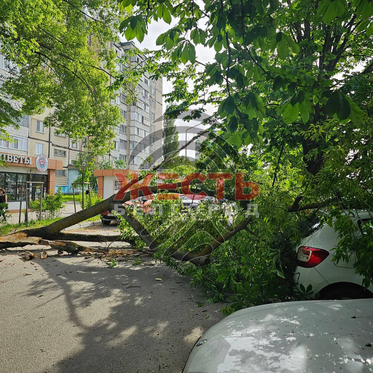 Сильный ветер повалил дерево в районе улицы Губкина Со слов очевидцев, припаркованный автомобиль получил повреждения. Жесть Белгород - подписаться