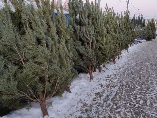 Нелегальный товар обойдётся дорого В Приморье решили серьёзно взяться за нелегальную торговлю С 17 декабря продажа ёлок цветов и других товаров в неустановленных местах может обернуться ощутимыми штрафами Теперь за попытку обойти правила придётся раскошелиться Гражданам от 1 5 до 4 тысяч рублей Должностным лицам от 15 до 20 тысяч рублей Юридическим лицам от 60 до 80 тысяч рублей Но это ещё не всё Если нарушитель попадётся повторно в течение года сумма штрафа может вырасти до внушительных 100 тысяч рублей Такое решение власти приняли чтобы навести порядок в уличной торговле и поддержать тех кто работает легально Фото соцсети Подписывайтесь на dvved