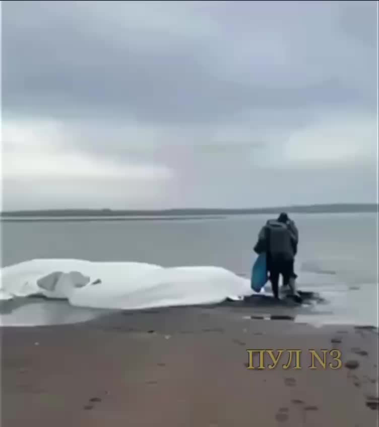 На Камчатке после цунами спасают выброшенных на берег белух