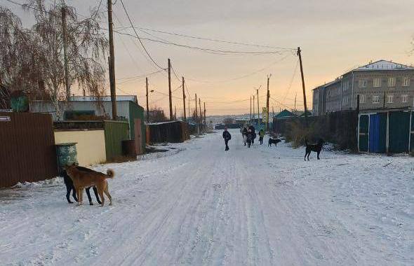 Жители Бурятии которых пугают бродячие собаки достучались до Бастрыкина Жители Гусиноозерска пожаловались на ненадлежащую организацию отлова бродячих собак По словам горожан опасные стаи бродят у школ Люди беспокоятся за своих детей поскольку безнадзорные животные регулярно проявляют агрессию На ситуацию обратили внимание в СУ СКР по РБ и сам председатель СК России Александр Бастрыкин Бурятия Подробности в Номер один Сообщить нам свою новость можно по кнопке Письмо в редакцию