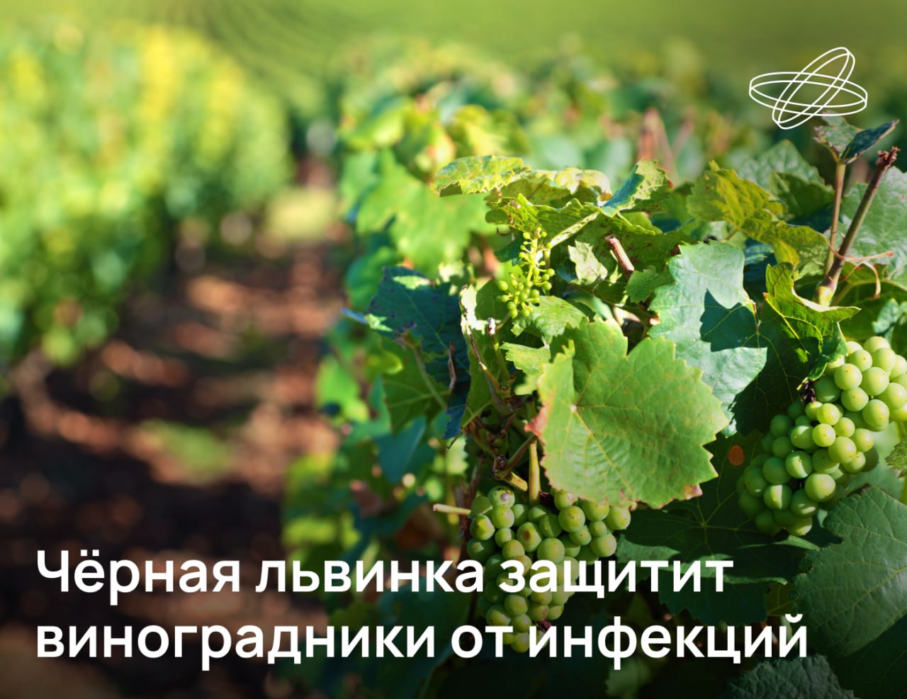 Новый отечественный биопрепарат предохраняющий виноградники от грибковых инфекций успешно прошёл лабораторные испытания На его основе планируется создать линейку безопасных для растений средств биозащиты В основе препарата жир личинок чёрной львинки Hermetia illucens Его экстракт успешно справился с заражённой грибками лозой одного из виноградников Ростовской области Как отметили в МФТИ по вине грибковых и бактериальных инфекций виноградари теряют до 30 урожая Полностью натуральный препарат сможет защитить лозы от болезней не влияя на вкусовые качества плодов и будущего вина Подписывайтесь на Наука рф в MAX Десятилетиенауки