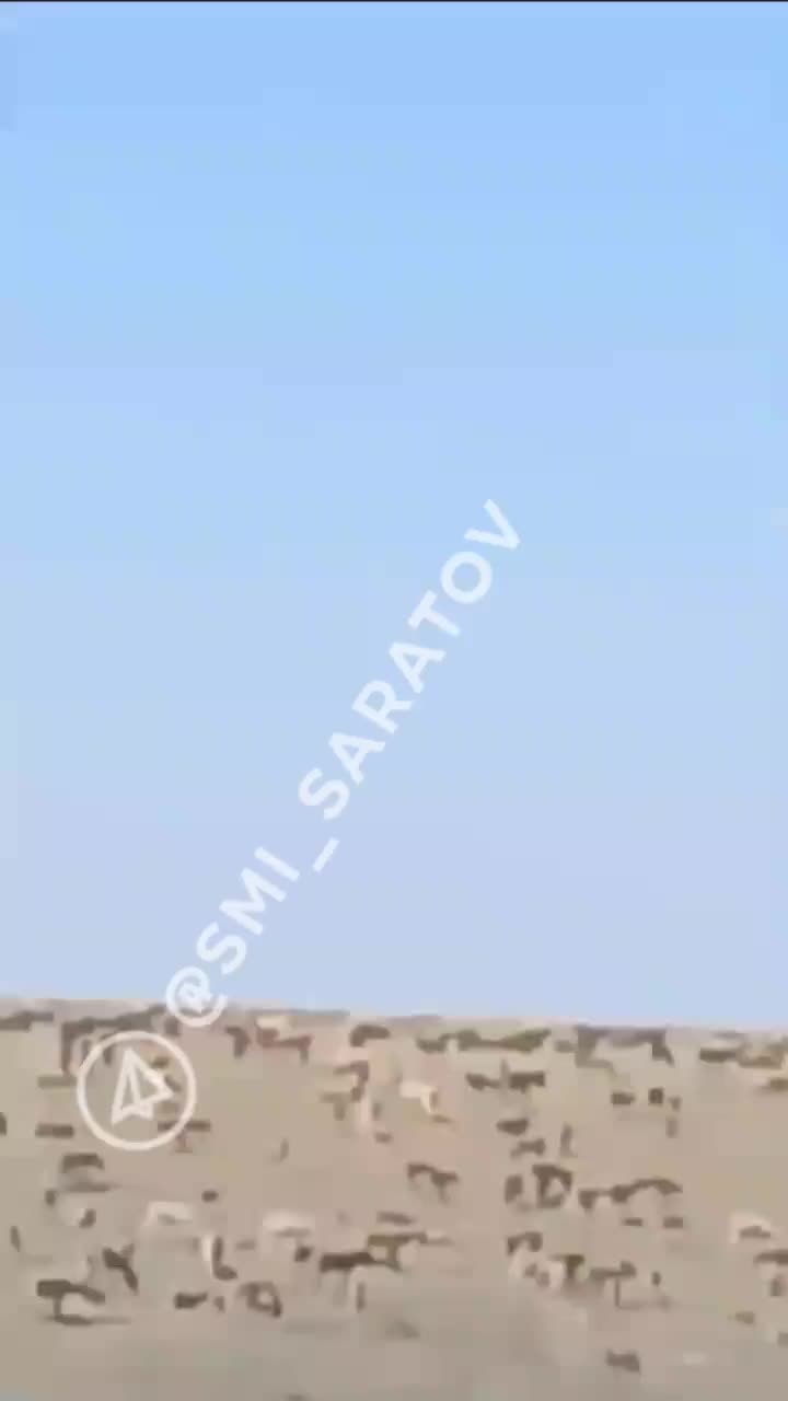 Ущерб от нашествия сайгаков в Саратовской области составил почти 170 миллионов рублей