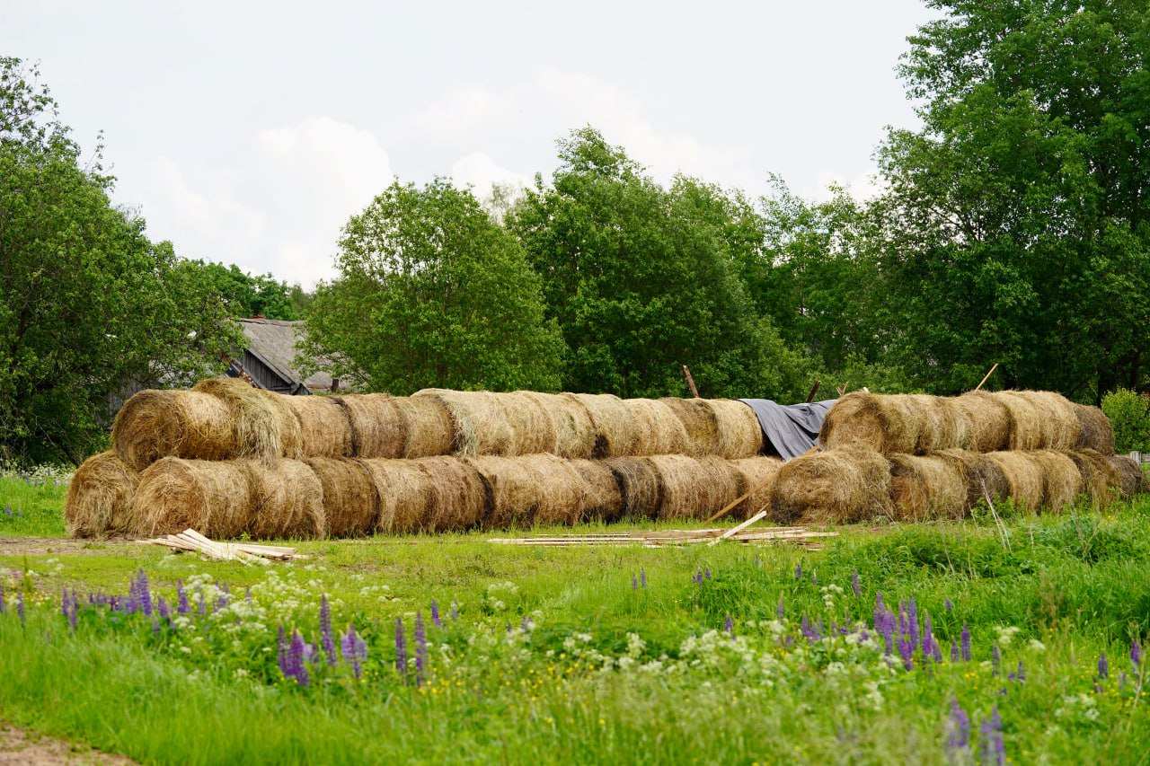 Загрязнение микропластиком снижает плодородность сельскохозяйственных земель урожая может стать меньше НовГУ Если вы забыли о ещё одной проблеме современности я вам напомню А помогут мне в этом специалисты Новгородского государственного университета предоставившие специально для Осторожно Media своё новое исследование о перспективах загрязнения окружающей среды Пластик окружает нас повсюду одежда упаковка техника мебель краски Ещё в 2020 году в мире было произведено 400 млн тонн пластиковых изделий а к 2050 году прогнозируется около 33 млрд Жить он конечно сильно помогает но есть и обратная сторона микроскопические частицы которые при переработке и утилизации оседают в почве и могут находиться там много лет Из за этого меняется химический состав грунта что влечёт за собой нарушение естественного баланса Новгородские учёные проанализировали как микропластик влияет на различные типы почв взяв за основу три вида прибрежную песчаную и пахотную Образцы разделили на две группы после чего одну искусственно загрязнили материалом который обычно используется для изготовления упаковок Выяснилось что хуже всего на пластик реагируют сельскохозяйственные земли в них падает количество полезных микроорганизмов из за снижения доступа к кислороду В долгосрочной перспективе это может приводить к снижению урожайности и разрушению экосистемы Лучше всего справилась лесная почва её состав практически не изменился Но это всё еще не повод мусорить на отдыхе Авторы будут продолжать исследование результатом которого может стать разработка норм и стандартов по допустимому загрязнению почвы А я пользуясь случаем напомню берегите природу