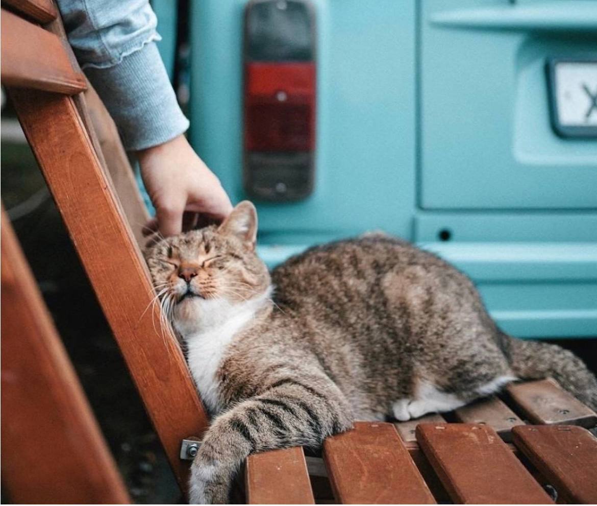 «Котелло»: в Петербурге появился «отель» для бездомных котиков  Он находится на территории общественного пространства «Севкабель Порт». Это многоуровневый домик, оформленный в стиле глэмпинга.  Построить «Котелло» придумали сотрудники «Севкабеля» и один из сервисов бронирования отелей, а помогал им фонд помощи бездомным животным «Ника».  Коты на территории порта живут давно, их подкармливают сотрудники. Вопросы стерилизации и вакцинации также постепенно решаются, но сотрудники решили, что дать теплый дом и крышу над головой — тоже не лишнее. «Отель» утеплен, внутри стоят миски для еды и воды, когтеточки и удобные лежанки. В домике есть полочки и платформы на разной высоте — каждый гость может выбрать удобное место.  Конечная цель проекта — найти для котиков постоянный дом. Посетители «Севкабеля Порта» могут познакомиться с постояльцами, а потом и забрать себе. Для удобства рядом с отелем скоро появится информационная табличка с QR-кодом: по ссылке можно будет попасть в чат-бот проекта, где будут размещены истории котиков.  Фото: «Севкабель Порт»