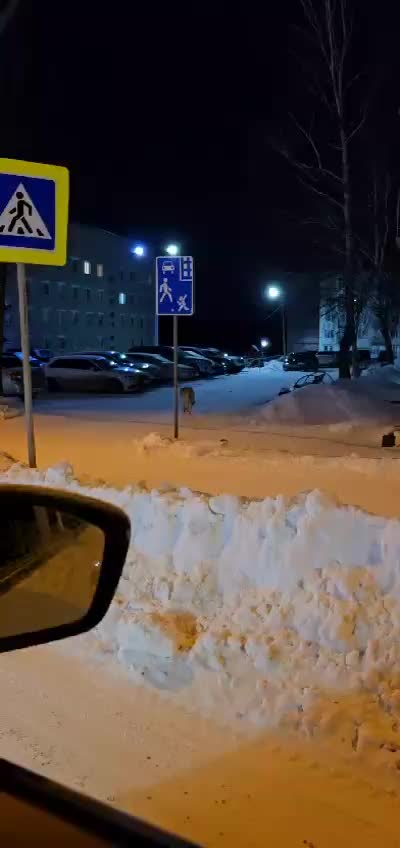 Дмитрий Графов опроверг слухи о волках в Великом Новгороде