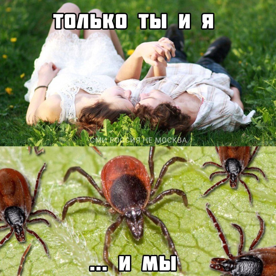 Восемь клещей на двоих подцепила парочка из Новосибирска, решившая заняться сексом в парке на траве. Четыре кровососа заползли внутрь женщины, а еще четыре присосались мужику на детородный орган. В таком «обвесе» влюбленные прибыли в больницу, где их избавили от лишнего груза. Новой фобией сейчас обзавелись даже те, кто не планировал снимать трусы в парке.