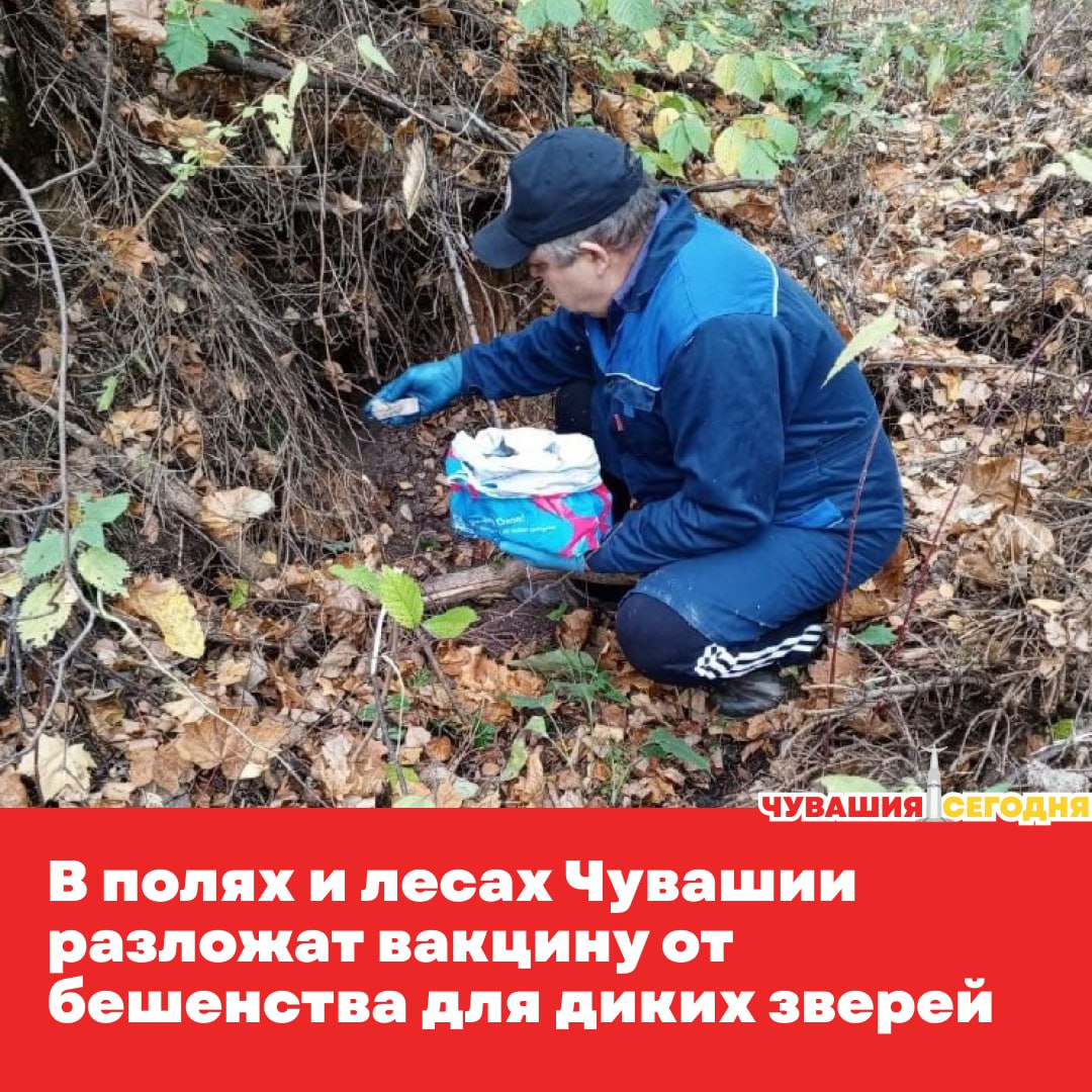 В Чувашии усилили меры против бешенства в регион поступило 52 тысячи доз вакцины Рабистав Их будут раскладывать в лесах и полях вдоль троп и возле нор чтобы приманки нашли лисы волки и енотовидные собаки Через три недели после того как зверь съест вакцину у него вырабатывается иммунитет который действует около года Жителей просят не трогать приманки и соблюдать осторожность при встрече с дикими животными Подписаться