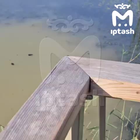 Проблемы с качеством воды в озерах Уфы: зарастающее Кашкадан и загрязненное Большое Чайковое