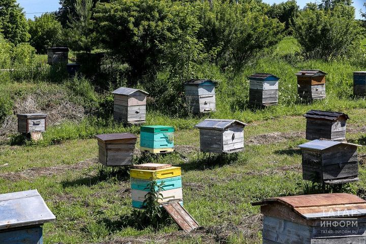 Пчеловодов Татарстана, которые не успеют зарегистрировать свои пасеки до 1 сентября, ждет штраф  Пчеловоды Татарстана должны зарегистрировать свои пасеки в системе «Хорриот» до 1 сентября.    За несвоевременную регистрацию предусмотрены штрафы: до 5 тысяч рублей для индивидуальных пчеловодов и до 20 тысяч рублей для организаций. Об этом сообщают «Новости Татарстана» телеканала ТНВ.  На сегодняшний день в Тукаевском районе зарегистрировано 317 из 2 300 пчелосемей. По словам ветеринаров, многие пчеловоды не спешат с оформлением, опасаясь налогов. Главный ветеринарный врач района Ленар Хайбуллин отмечает, что пока не было случаев, когда приходили налоги для пчеловодов.  Регистрация проходит в ветеринарной службе, которая проверяет пасеку. Как сообщает Хайбуллин, это поможет избежать проблем с отравлением пчел при обработках полей. Регистрация бесплатная и займет не более часа. #Шешминскаяновь
