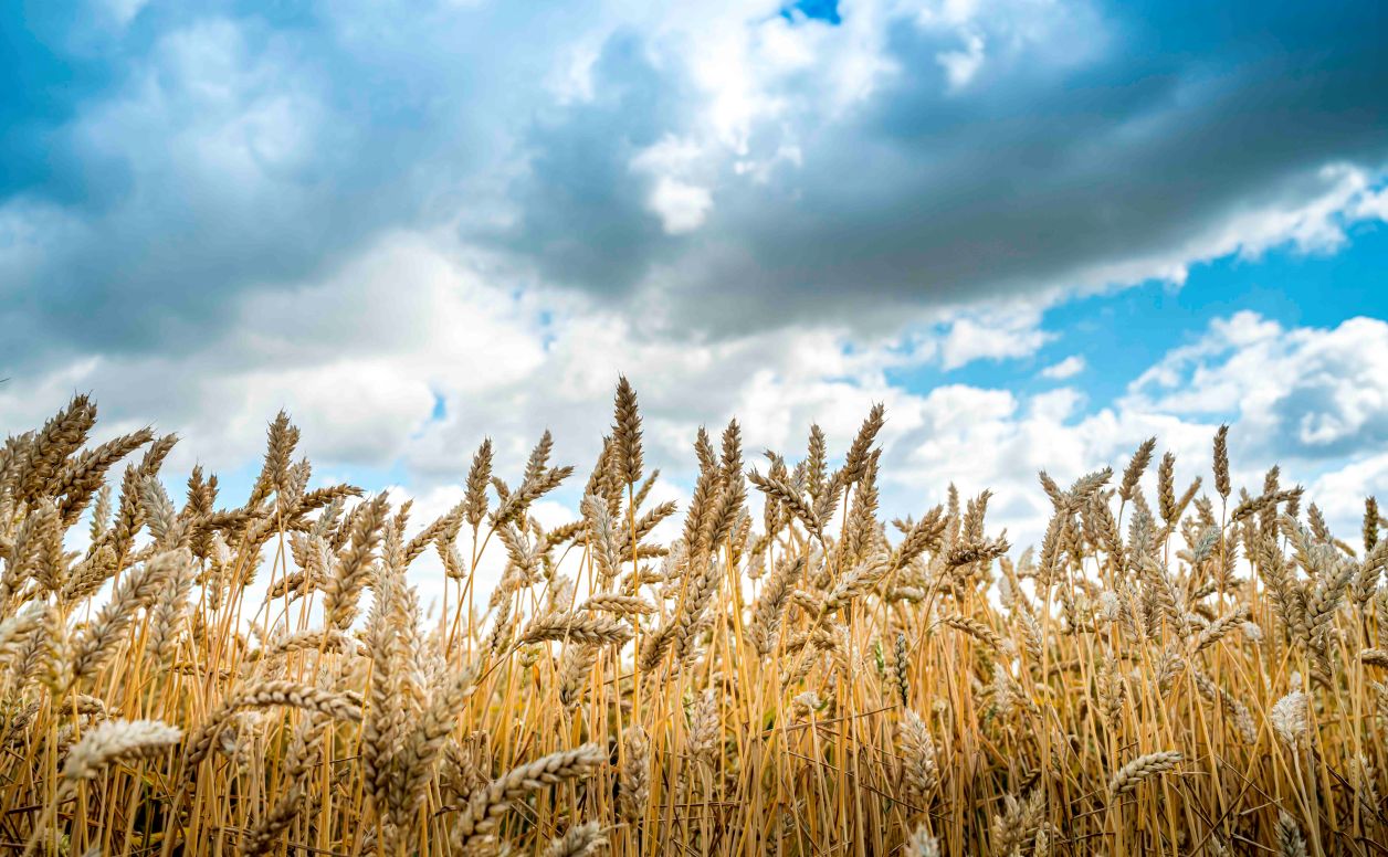На Камчатке расследуют крупное хищение денег из бюджета Под следствием глава сельхозпредприятия не сумевший организовать выращивание бобовых и зерновых Следственный комитет возбудил уголовное дело в отношении генерального директора акционерного общества из Елизовского района Его обвиняют в мошенничестве в особо крупном размере с использованием служебного положения рассказали ИА Камчатское время в пресс службе регионального управления СК России Подробности по ссылке   kamtime ru article bdc86742 721e 4dc6 a7b3 4e8406ebe212 Предложка Макс
