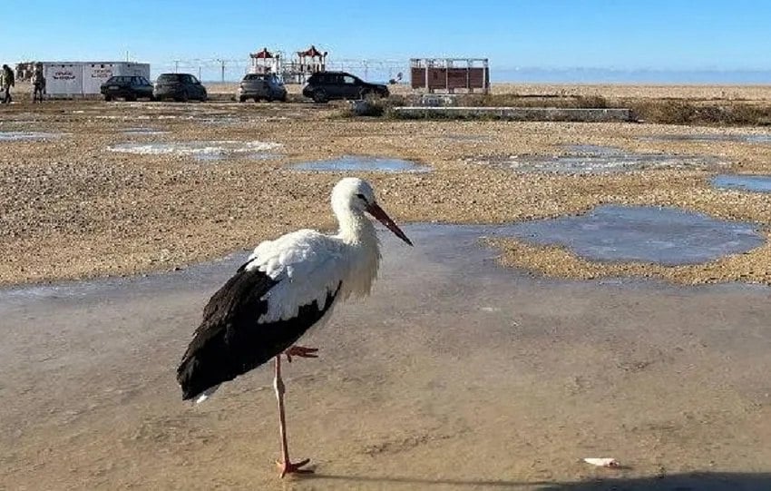 Белые аисты на пляжах Любимовки не нуждаются в помощи людей  К такому выводу пришли ветврачи, обследовавшие птиц.   «Осмотр показал, что перьевой покров птиц не повреждён, кожа здорова, а признаки инфекционных заболеваний отсутствуют. Аисты проявляют активность: двигаются, пьют воду и охотно принимают пищу», — отметили в Севприроднадзоре в ответ на беспокойство горожан.  Там также напомнили что из-за изменения климата, белые аисты всё чаще остаются на зимовку в Крыму. Кормить птиц хлебом строго запрещено.    ForPost