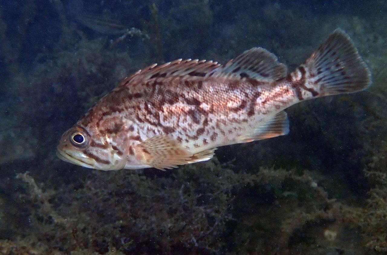 Хищный окунь с Дальнего Востока который поселился в Черном море может изменить его экосистему Результаты исследования корейского окуня опубликовали ученые Института биологии южных морей Подробным изучением вида нехарактерного для черноморской фауны севастопольские ихтиологи занимались последние 3 года Ранее стало известно что данную рыбу привезли в Черное море случайно вместе с посадочным устричным материалом Сегодня мы можем с уверенностью сказать корейский окунь у нас прижился начал размножаться и прекрасно себя чувствует сообщил первый автор статьи младший научный сотрудник отдела ихтиологии ФИЦ ИнБЮМ Игорь Тамойкин Соавтор статьи старший научный сотрудник отдела ихтиологии ФИЦ ИнБЮМ кандидат биологических наук Дмитрий Куцын добавил что появление этой рыбы в Черном море не пройдет незаметно для экосистемы и может привести к сокращению численности местных видов Это касается не только возможных конкурентов за еду но и самих объектов питания Мы уже установили что корейский окунь с удовольствием ест барабулю питается также ставридой и зеленушками весьма полюбил и нашу креветку отметил он Ирина Свердлова 0   Подписаться на РИА Новости Крым в Telegram MAX VK