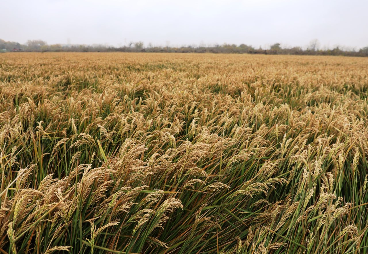 Дагестан возобновил экспорт риса после многолетнего перерыва Дагестан спустя последние 5 лет осуществил экспортную поставку крупной партии риса Две грузовые машины с продукцией были отправлены в Азербайджан Реализация этой сделки стала возможной благодаря сотрудничеству дагестанского сельхозпроизводителя ООО Нива и Центра поддержки экспорта Дагестана Компания которая занимается полным циклом от выращивания до переработки и фасовки риса и ранее благодаря поддержке Центра работать на международный рынок Отметим что основной проблемой для рисоводов остаются небольшие квоты на экспорт риса установленные на федеральном уровне что серьезно сдерживает сбыт продукции и развитие всей отрасли Центр поддержки экспорта Дагестана намерен продолжать работу по поиску новых рынков сбыта для местных производителей Центр поддержки экспорта Республики Дагестан