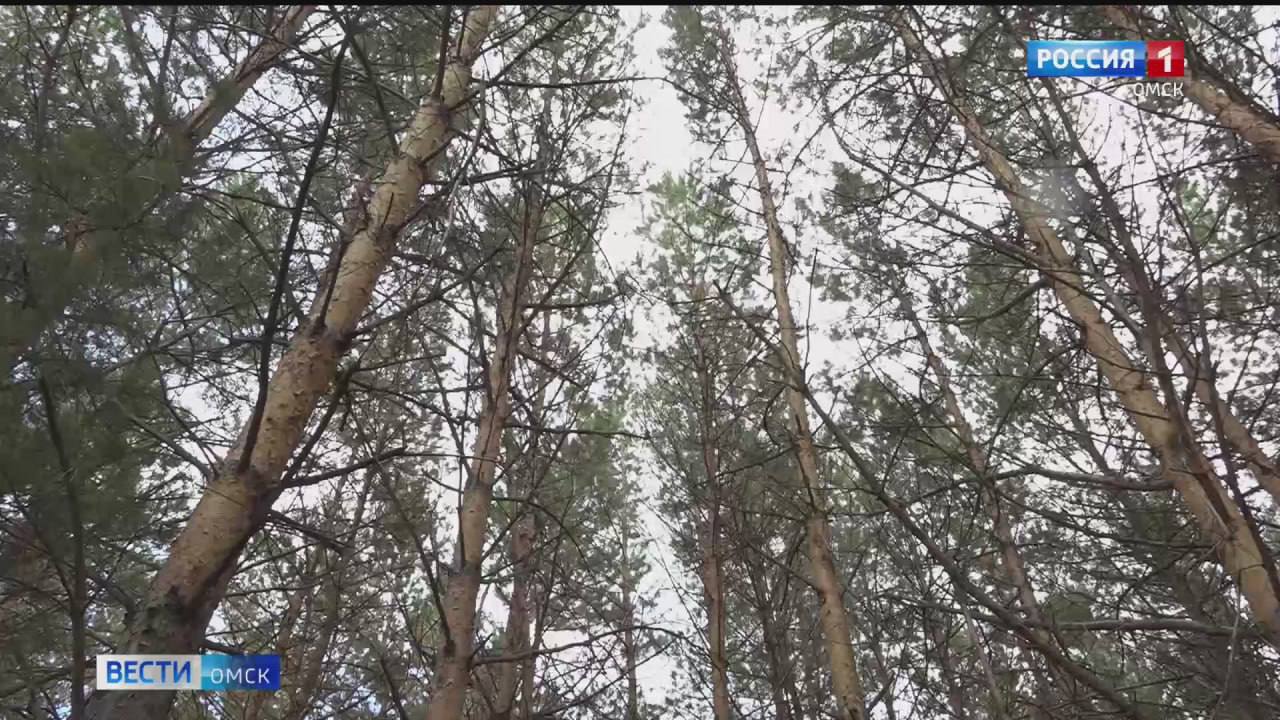 В Омской области создаются новые лесохозяйственные структуры По поручению Губернатора Омской области Виталия Хоценко в регионе создаются два новых специализированных учреждения лесхоз в Нижнеомском районе и лесоохранная структура в Тарском Эти инициативы направлены на улучшение охраны лесного фонда и обеспечение жителей дровами Нижнеомский лесхоз будет заниматься защитой и восстановлением лесов заменив функции Горьковского лесхоза В Тарском районе планируется организовать до пяти лесохозяйственных участков на базе Колосовского лесхоза что обеспечит эффективное использование ресурсов и защиту территорий Написать в редакцию Читать Вести Омск в МАХ