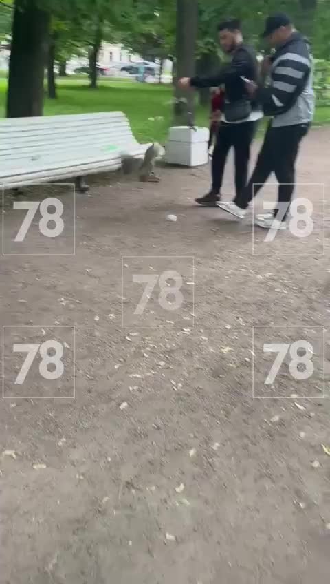 Спасение совёнка: птенца передали на реабилитацию после вмешательства властей в Петербурге