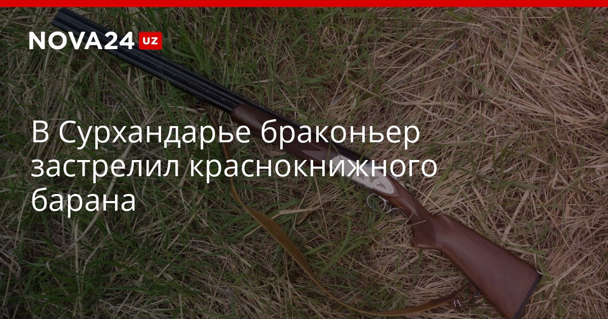 В Сурхандарье браконьер застрелил краснокнижного барана Нанесенный природе ущерб оценили в размере 400 миллионов сумов nova24 uz 321914 YouTube Instagram Telegram