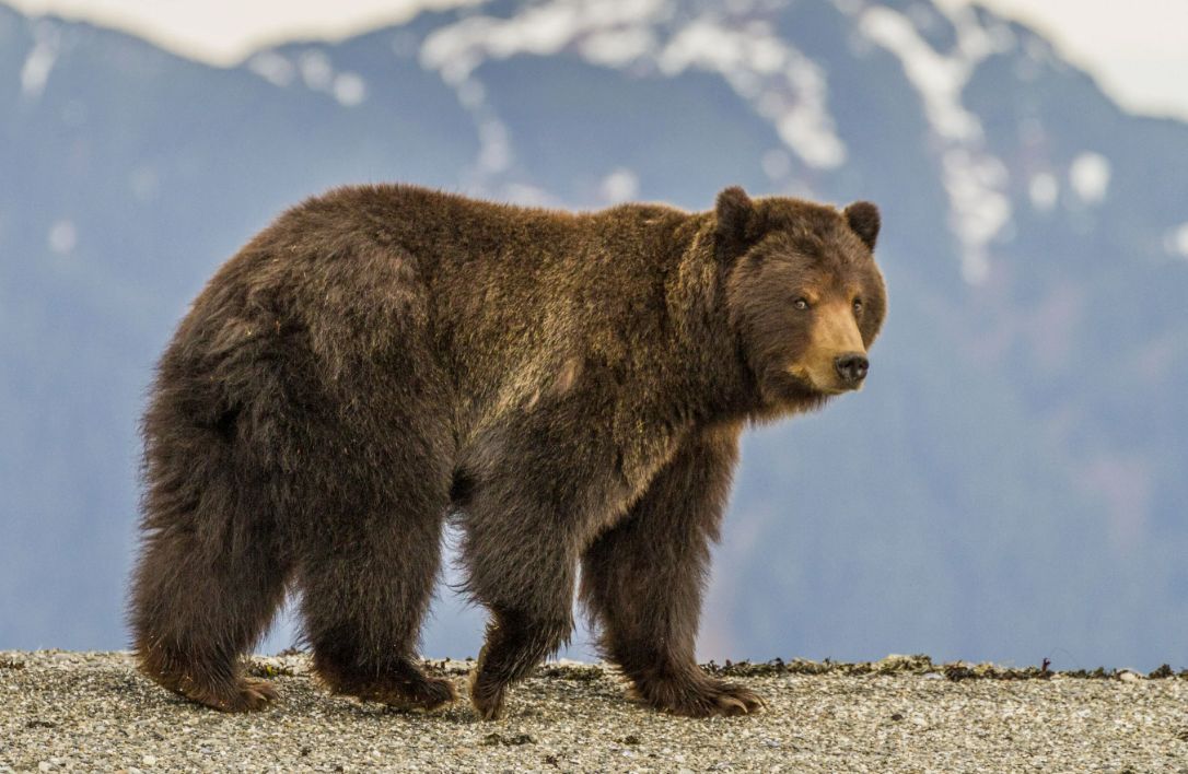 Испуганный медведь покусал мужчину на Итурупе Сотрудник одного из частных охранных агентств получил травмы столкнувшись с медведем лоб в лоб Этот случай имел место два дня назад близ посёлка Рыбоводов в Курильске Как стало известно Красному маяку пострадавший будучи не на смене решил проведать своего друга и от рыбоводного завода по дороге направился к месту которое в народе известно как забойка там изымают икру дляпоследующей закладки на инкубацию Не дойдя до шлагбаума метров 50 он услышал лай диких собак треск бамбука и внезапно перед ним выскочил медведь Косолапый видимо тоже не ожидал такой встречи и инстинктивно рванул навстречу мужчине Контакт был кратковременным тем не менее у человека оказалось сильно вывихнуто плечо и остался укус на ноге Животное судя по всему не собиралось нападать на мужчину целенаправленно а в качестве защиты Пострадавшего госпитализировали в Курильскую ЦРБ где ему оказали помощь Его жизнь находится вне опасности А сотрудники Курильского лесничества уже несколько дней караулят лесного гостя на месте происшествия Отметим что ЧП произошло около часа дня И в связи с этимхотим ещё раз напомнить о необходимости соблюдать меры предосторожности помня что мы живём бок о бок с дикими зверями встреча с которыми может произойти в любой момент Ситуации бывают разными но на досуге почитайте правила поведения при встрече с бурым медведем которые приготовило для вас областное Агентство лесного и охотничьего хозяйства Добавим что по словам местных жителей им докучают не столько медведи сколько свора диких собак которые обитают в предместье посёлка Недавно они разорвали домашнюю собачку
