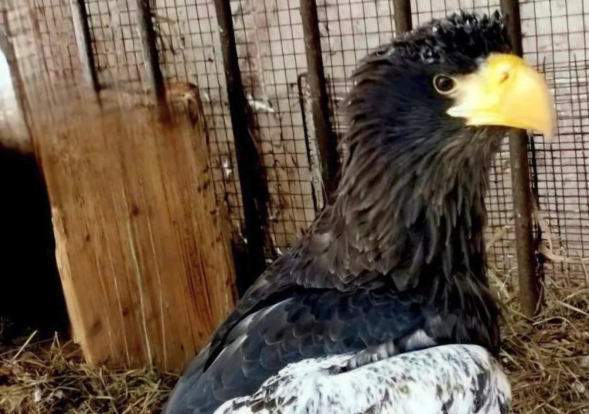 Самка белоплечего орлана из Хабаровска едет к жениху в Екатеринбург Молодую самку белоплечего орлана из Приамурского зоосада передали в Екатеринбургский зоопарк Переезд краснокнижной птицы организовали по программе сохранения этого редкого вида пернатых Самка белоплечего орлана родилась в Приамурском зоосаде им В П Сысоева весной 2023 года В Екатеринбургский зоопарк она отправилась по программе Евроазиатской региональной ассоциации зоопарков и аквариумов по сохранению этого вида В числе целей программы создание условий для содержания птиц и формирование генетического резерва для будущего планеты Как сообщили в Приамурском зоосаде белоплечий орлан редчайший краснокнижный эндемик Дальнего Востока В мире их осталось не так много и каждая птица большая ценность todaykhv