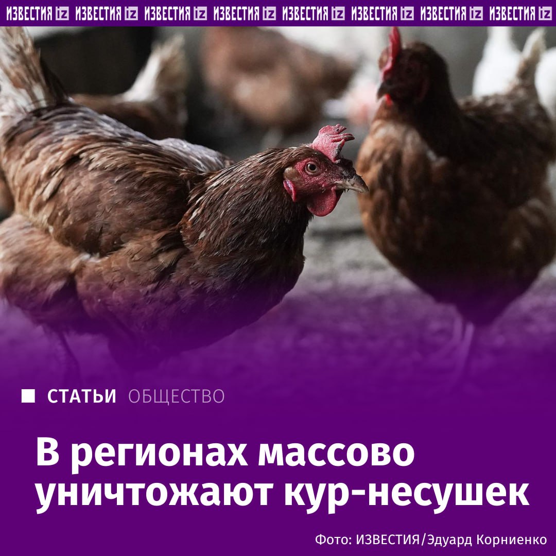 В Минсельхозе предложили зафиксировать цену на яйца. Об этом "Известиям" сообщили в пресс-службе министерства, отвечая на вопрос о снижении рентабельности бизнеса. "Производство куриных яиц в России продолжает расти: за январь — май 2025 года сельхозорганизации произвели 16,5 млрд штук, что на 6,1% больше, чем за аналогичный период 2024-го. На ценовую динамику оказывает влияние как рост объемов, так и сезонный фактор традиционного летнего удешевления яиц", — пояснили в министерстве. При этом в Минсельхозе считают важным, чтобы стоимость оставалась сбалансированной с учетом интересов потребителей и производителей продукции. Рентабельность производства — ключевое условие для устойчивого развития отрасли, подчеркнули в Подробнее читайте в эксклюзивном материале "Известий". Больше новостей тут МАХ Отправить новость