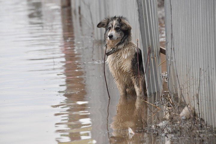 Дороги размыты, коровники под водой Из-за обильных осадков и подъема уровня воды на реках Индигирка и Куйдусун в Оймяконском районе фиксируются последствия паводковой ситуации. Наиболее серьезное подтопление зафиксировано в селе Орто-Балаган, где в воде оказалась дворовая территория, на которой проживают три человека. Здесь же размещались три коровника. Благодаря оперативным действиям местных жителей и экстренных служб, животных удалось перевести на возвышенные участки. Люди не пострадали, эвакуация не потребовалась. Подробнее