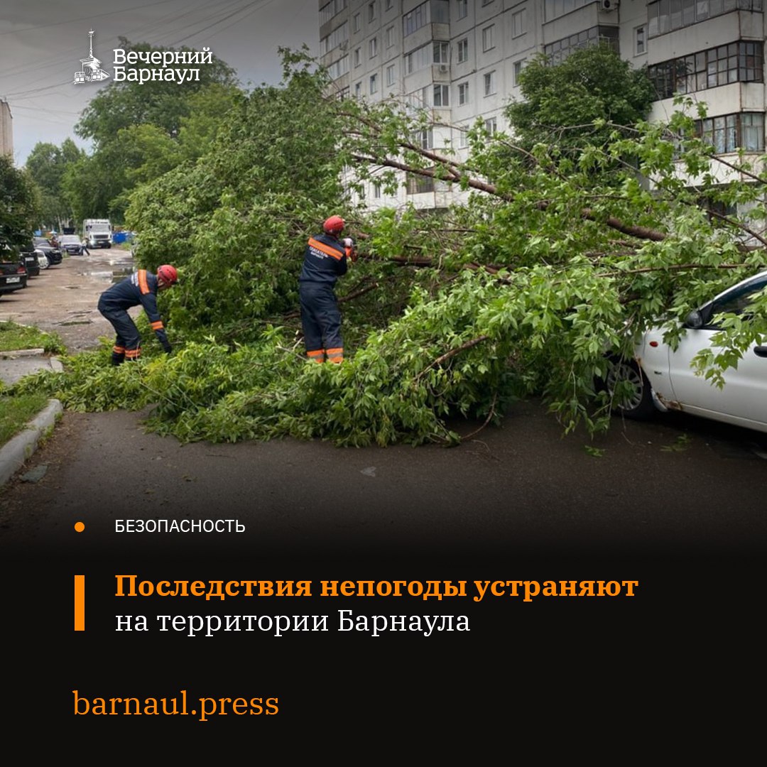 В ночь на 24 июня в Барнауле зафиксировали комплекс неблагоприятных погодных условий. В этот период порывы ветра достигали 18 метров в секунду, осадков выпало 8,3 мм при месячной норме в 54 мм. В результате на территории города произошло 21 происшествие, в числе которых отключение электричества, падение деревьев и веток. Сейчас в районах Барнаула устраняют последствия непогоды: распиливают и вывозят порубочные остатки. Пострадавших нет. Подачу электроэнергии в пригородные посёлки полностью восстановили. Фото: barnaul.org