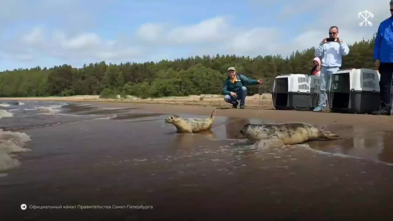 Благоприятные условия для нерп: ледовые поля на Финском заливе и Ладожском озере