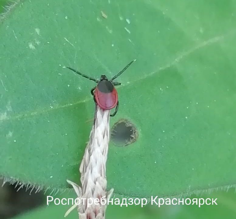 Ребенок заразился редким заболеванием после укуса клеща Девятилетний мальчик заразился эрлихиозом после присасывания клеща на отдыхе в Хакасии, рассказали в Роспотребнадзоре. Это второй случай заболевания в крае за лето. Редкая болезнь может сопровождаться повышением температуры, слабостью, головной болью, першением в горле, головокружением и поражением суставом. На прошедшей неделе от укусов клещей пострадали 80 жителей региона, из них шестеро детей. Всего с начала сезона к медикам обратились 13883 человека. Это Борус.Люди