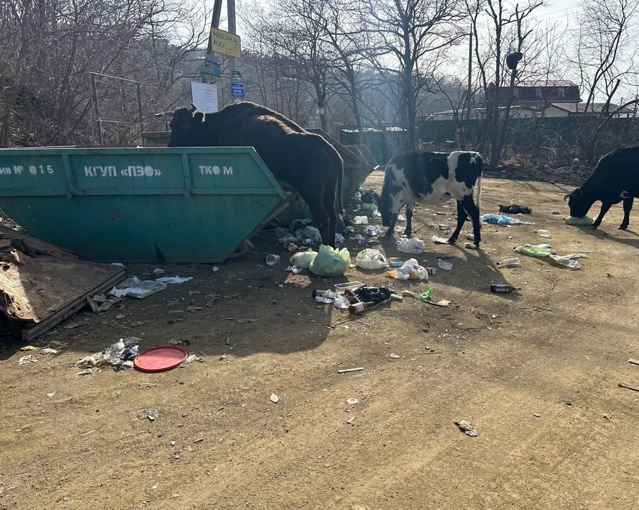 Власти Приморья пообещали туристической Мекке региона вдвое больше мусоровозов Власти Приморского края обнаружили что главная жемчужина туристической Мекки Приморья село Андреевка утопает в мусоре и страдает от бездорожья На следующий год селу обещан асфальт на въезде и удвоение количества мусоровозов Для повышения комфорта и безопасности к открытию туристического сезона в 2026 году будет выполнено асфальтирование трёх километров дороги на въезде в село с организацией пешеходной зоны В планах на следующий год снесут 26 незаконных объектов торговли на главной улице все заборы баз отдыха приведут к единому архитектурному облику с помощью господдержки вдвое увеличат количество техники для вывоза мусора а также совместно с правоохранительными органами усилят контроль за объектами ночного досуга говорится в сообщении пресс службы краевого правительства Местные жители и предприниматели раскрывали глаза краевым властям на положение дел в Андреевке на встрече с вице губернатором Николаем Стецко Напомним согласно отчётам краевого министерства туризма за летний сезон Андреевку посетили более 120 тысяч туристов Численность постоянного населения Андреевки официально составляет 671 человек Подписывайтесь на нас в MAX прямо сейчас Если у вас есть новость пишите нам в чат бот