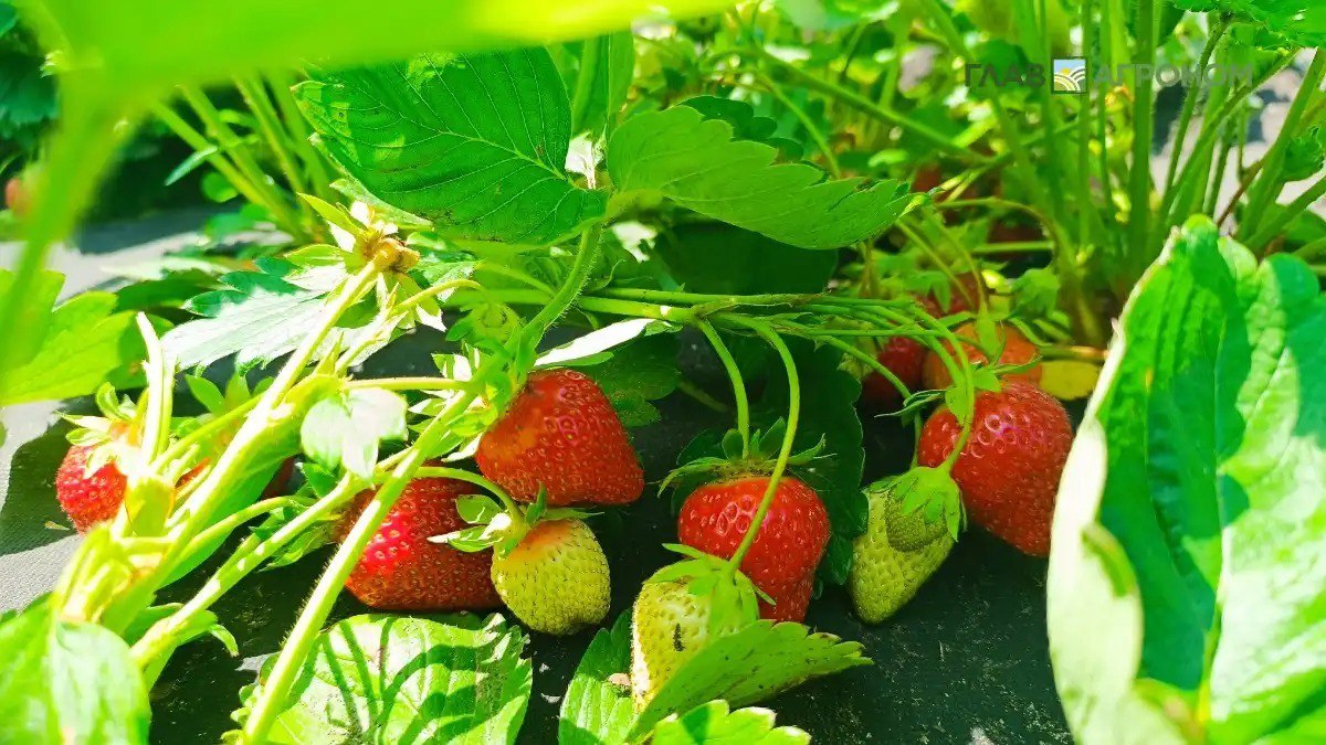 Мобильных роботов помощников для сбора ягод разрабатывают в ПНИПУ Главное отличие от существующих аналогов заключается в том что предлагаемое решение основано на создании не универсального устройства а набора разных агентов помощников где каждый из них выполняет свою часть работы Подробнее читайте