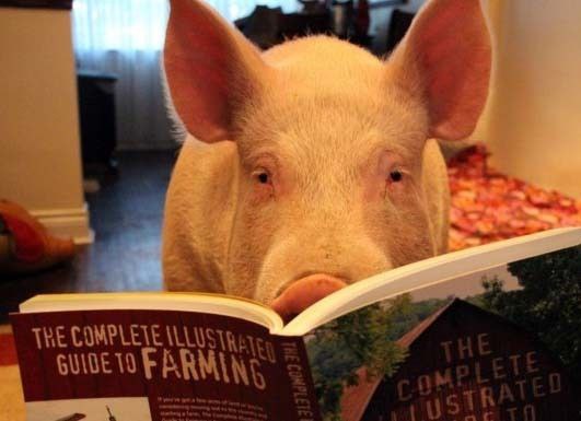 Снова 78 и снова с доказательствами The Guardian Украинская беженка бросила британский колледж Украинская беженка прошла подготовительный курс в City of Stoke on Trent Sixth Form College Однако начала дико отставать по выбранным предметам Чтобы облегчить ей жизнь преподаватели предложили ей перейти с них на изучение русского языка но были посланы После чего оскорблённая мадама самовыпилилась из колледжа 78 7 8 Подпишись RogandarNEWs мы в MAX