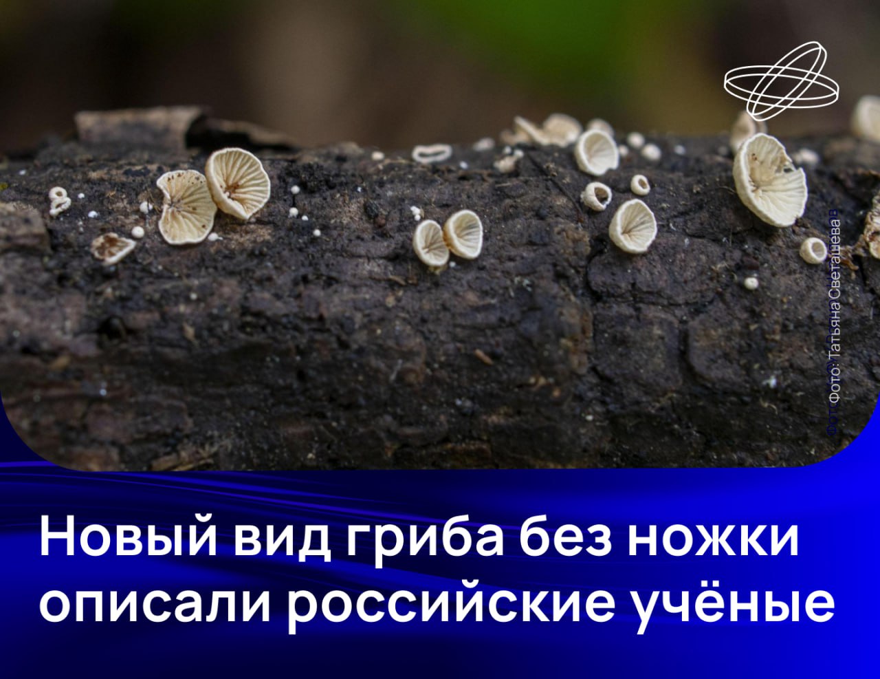 Микологи Сихотэ-Алинского заповедника обнаружили новый для науки вид грибов. Его ближайший родственник растёт за тысячи километров от Дальнего Востока — в Венгрии.  Новый гриб получил название Pleuromyces fauriei. Его плодовые тела не имеют ножек и состоят только из шляпок диаметром порядка 1-3 мм. Несмотря на скромные размеры, Pleuromyces fauriei играет важную экологическую роль — он разлагает опавшие веточки рододендрона и участвует в общем круговороте веществ экосистемы заповедника.  Учёные также провели анализ грибной ДНК и выяснили, что включение этого рода в семейство Tubariaceae должно быть пересмотрено.    Наука.рф  #Десятилетиенауки