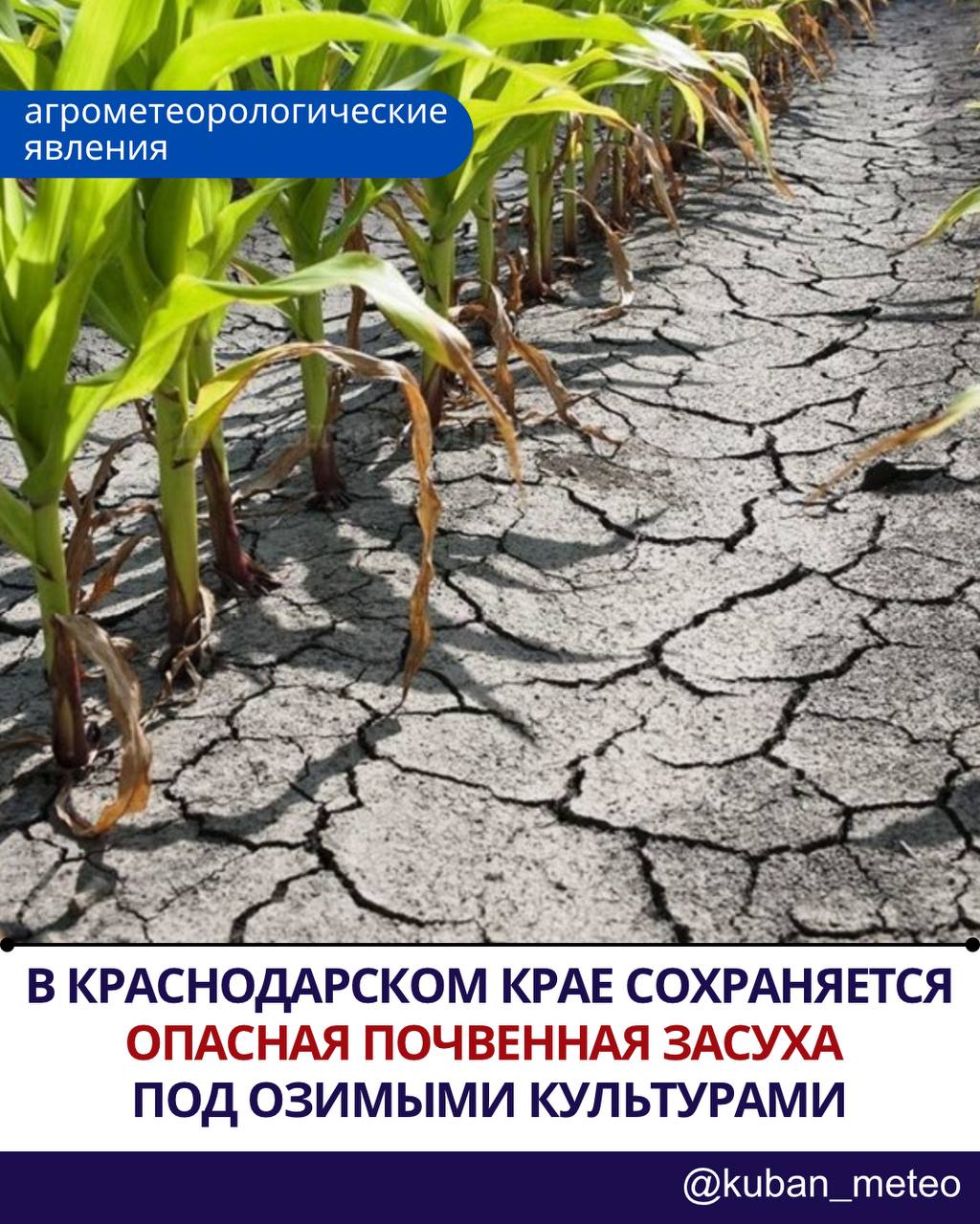 Почвенная засуха сохраняется в ряде районов Краснодарского края По данным специалистов Краснодарского ЦГМС на 8 июня, в хозяйствах Каневского, Ейского, Щербиновского, Староминского, Кущевского, Ленинградского и Крыловского районов сохраняется почвенная засуха в категории опасного явления ОЯ под озимыми культурами. Дополнительно, по результатам маршрутного обследования от 4 июня, засуха в той же категории была установлена в хозяйствах Брюховецкого и Приморско-Ахтарского районов. Почвенная засуха — это серьёзное агрометеорологическое явление, способное повлиять на развитие сельскохозяйственных культур и будущий урожай. Ситуация продолжает находиться под наблюдением специалистов. С заботой, Краснодарский ЦГМС