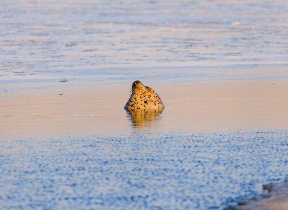 Тихоокеанский кошмар берег Приморья усыпан трупами нерп Прокуратура начала проверку после шокирующих находок у села Лидовка Читать подробнее на сайте